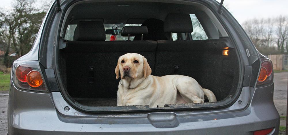 Taking your dog on holiday? 7 tips to help your dog get used to travelling in the car. wkd-uk.com/blog/taking-yo… #dogs