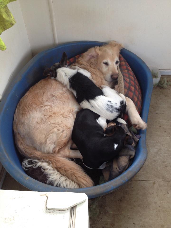 MarkWarren75's tweet image. It's a dogs life!!!!! @SamWarren72