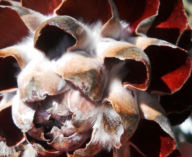 Thefaircape's tweet image. Llama, camel, goat or seedpod? You decide. @agents_sa