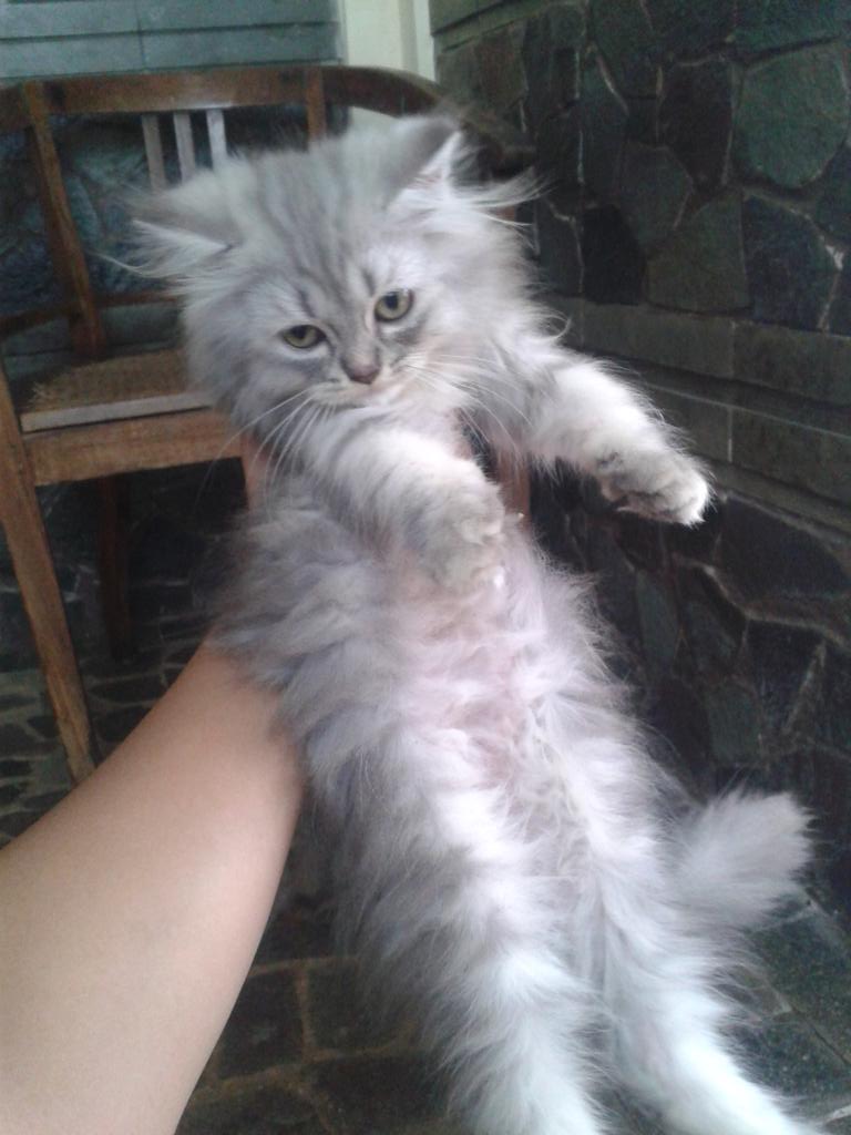  Kucing Persia Abu Abu  Belang Doni Gambar