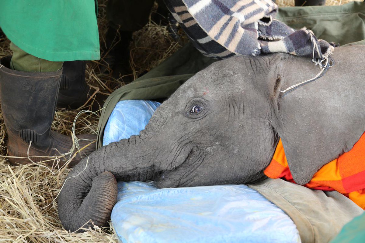 SheldrickTrust's tweet photo. Little orphan #elephant girl, aged 15mths, rescued by @kwskenya &amp; airlifted by us to our Nursery on 27th - #Siangiki http://t.co/Ww5N9KABB2