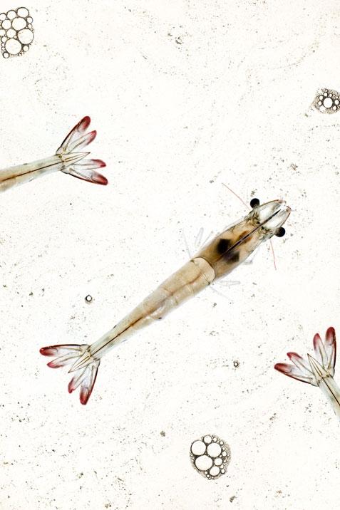 LearningLens_'s tweet photo. "Shrimp: Unlikely Cover Models" #adamdetour #PDNPOTD http://t.co/zMvIq0yOpK #pdnphotoannual http://t.co/1NAqzRiVAn