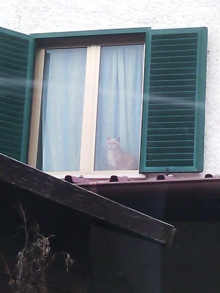 IGATTIDIDINA's tweet image. La musch dalla finestra di casa :)