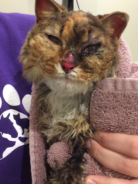 Cat Survives House Fire