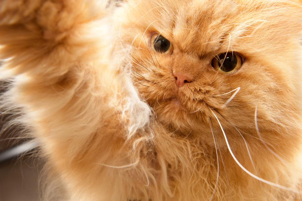 MeetGarfi's tweet photo. Taking selfie :) #Garfi #Meetgarfi #Angrycat http://t.co/6IcCUikS6Q