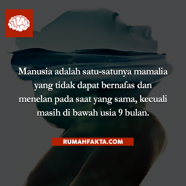 rumahfakta's tweet photo. Manusia adalah satu-satunya mamalia yang tidak dapat bernafas dan menelan pada saat yang sama, kecuali masih di.. http://t.co/U0R8qTxHNO
