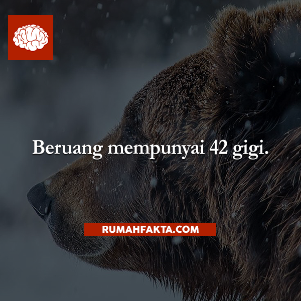 rumahfakta's tweet photo. Beruang mempunyai 42 gigi. http://t.co/MsOSP4ehL6