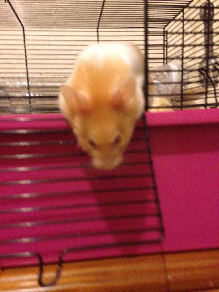 rickithehammy's tweet image. Fine @Chris_Mmmay I'll go find them myself #shitdad