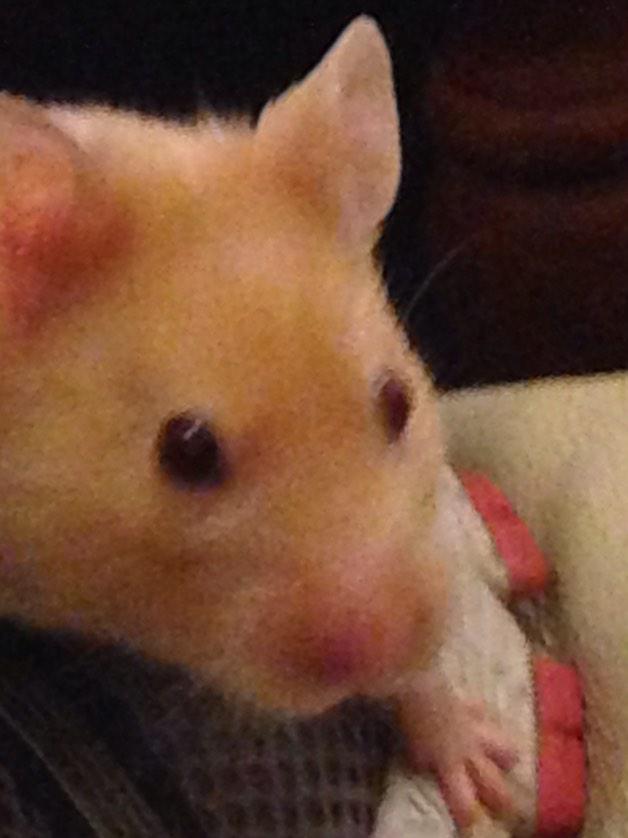 rickithehammy's tweet image. Good luck to the big man (or big keg) @GeorgeRoss101 in his game today. Just use your keg to block the ball #toptip