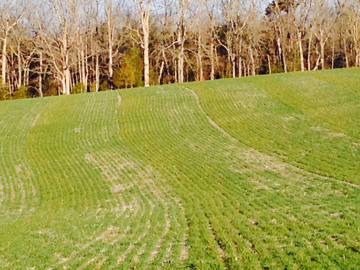 Half the drill = AwakenST seed treatment, other half = untreated #AwakenST #lovelandproducts #thisstuffworks #CPS