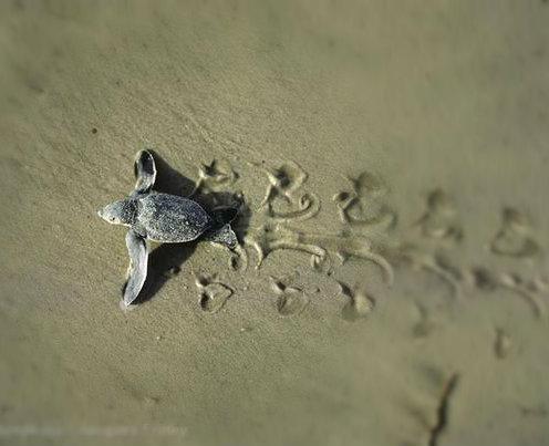Greenpeace International tweet media