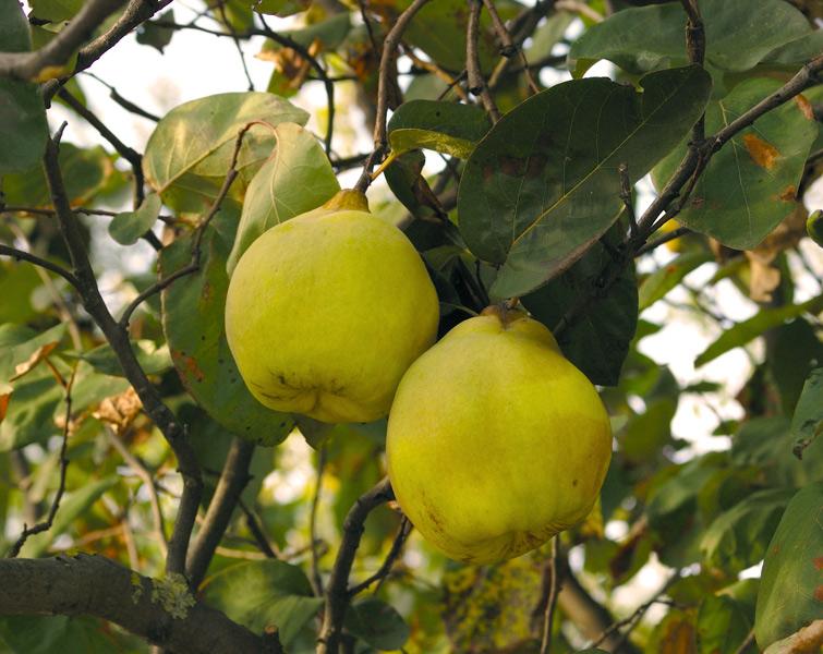 MeteoWeb_eu's tweet photo. Il #cotogno: un rustico albero ornamentale dai frutti ricchi di sorprendenti virtù http://t.co/VD0pblqyas http://t.co/QFKly4f7R7