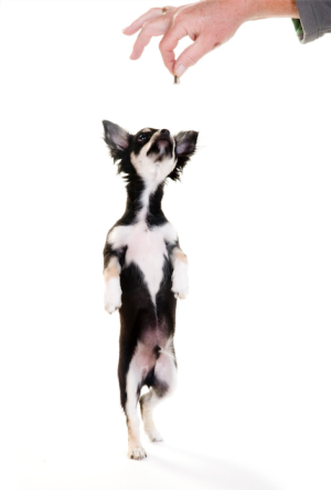 Smart Animal Training Systems tweet media