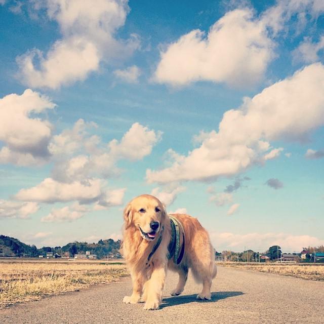 Gorgeous. 🌈 #betterpetowners