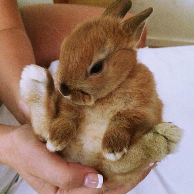 Bunny! 🐰😍 #betterpetowners