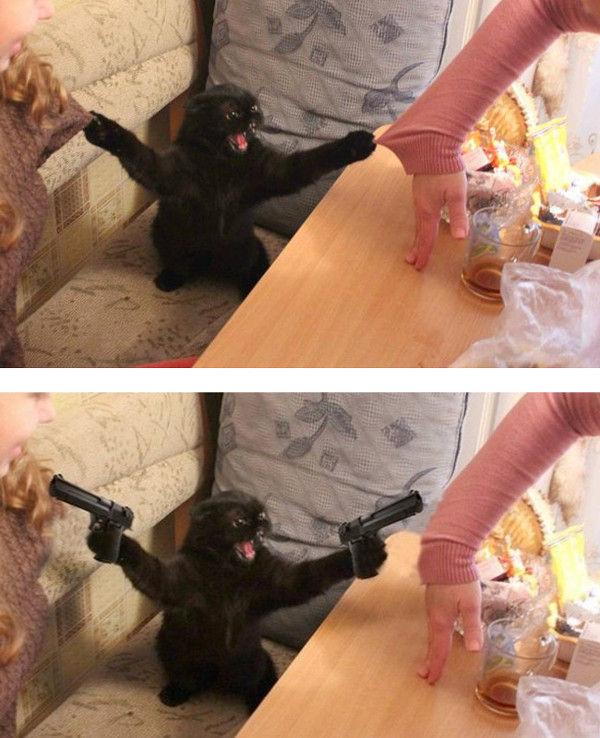 memebinge's tweet photo. Cats and Photoshop http://t.co/pWBxlA3LVQ #funny #lol #memes http://t.co/HJ1OaVMixz