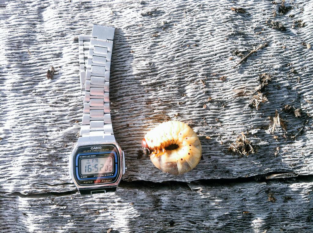 El gran amigo de la #encina #cerambyx en estado larvario.