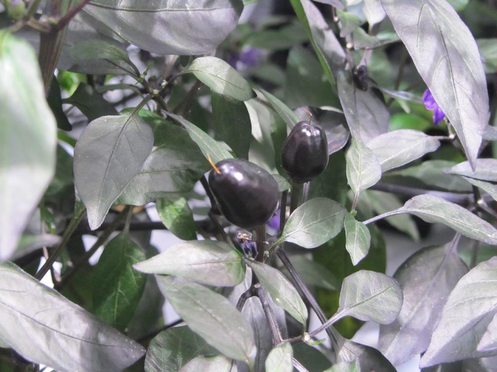 SunlightN18's tweet photo. #peruvianpurpleschillies #bolivianrainbowchillies
chilli tents flying
https://t.co/arKv0eDV0s
http://t.co/4pFHdwtUIm http://t.co/B8k7MCrPi9