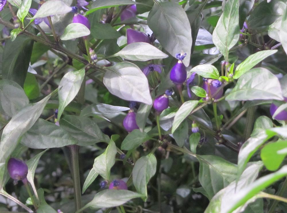 SunlightN18's tweet photo. #peruvianpurpleschillies #bolivianrainbowchillies
chilli tents flying
https://t.co/arKv0eDV0s
http://t.co/4pFHdwtUIm http://t.co/B8k7MCrPi9