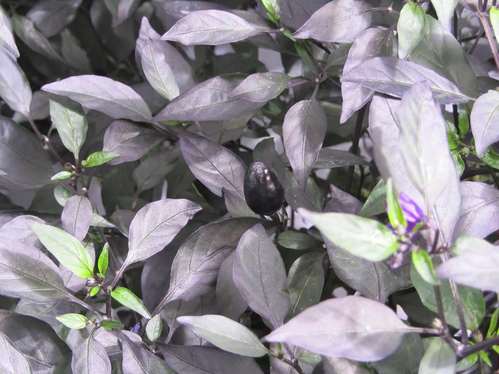 SunlightN18's tweet photo. #peruvianpurpleschillies #bolivianrainbowchillies
chilli tents flying
https://t.co/arKv0eDV0s
http://t.co/4pFHdwtUIm http://t.co/B8k7MCrPi9
