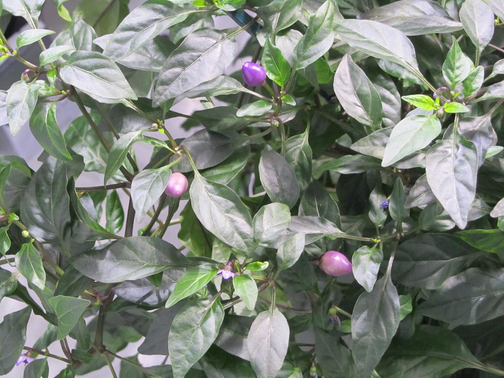 SunlightN18's tweet photo. #peruvianpurpleschillies #bolivianrainbowchillies
chilli tents flying
https://t.co/arKv0eDV0s
http://t.co/4pFHdwtUIm http://t.co/B8k7MCrPi9
