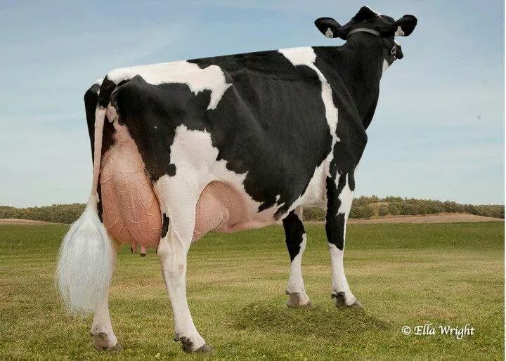 Rainyridge Lee Holly EX 95 4E her fancy goldwyn Jr yearling sells in the western warm up sale! !