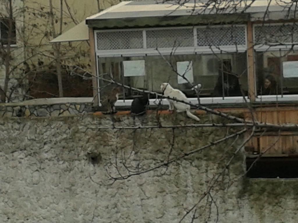 acbiber8's tweet photo. İyi,kötü,çirkin. http://t.co/jhUVOu3jkP