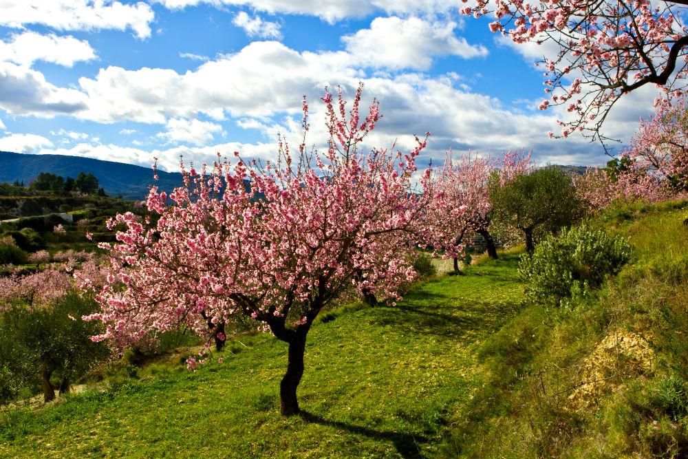 VACASOLde's tweet photo. Verbringen Sie #Ostern dort, wo alles blüht - und sparen Sie 10% https://t.co/GWmUfjuBP7 #Reisen #Urlaub http://t.co/YxeTxWqjYG