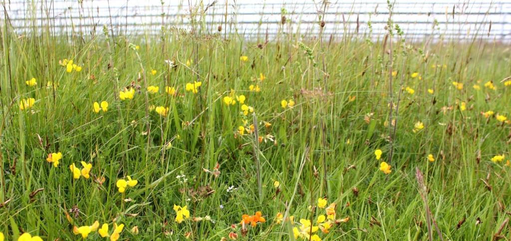 WildlifeTrusts's tweet photo. Today more than 500 people have signed the e-petition to #SaveRampisham. SSSI at risk > http://t.co/TJFL2EVqnU http://t.co/6vSSkkGK96