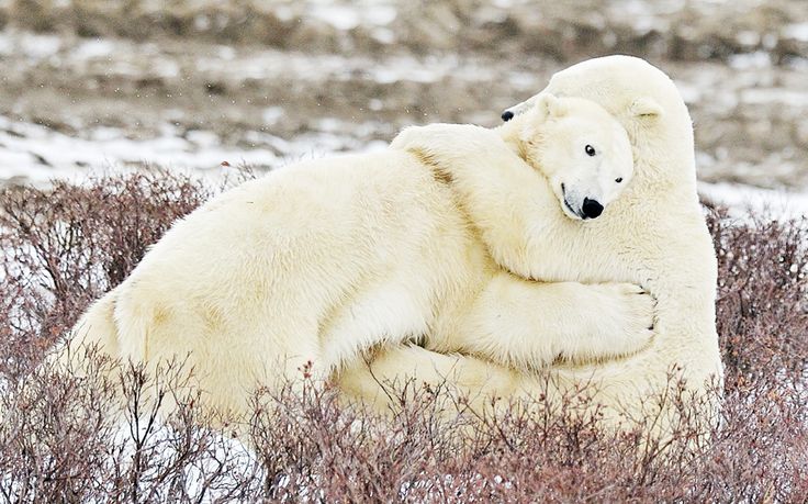 blackteal11's tweet photo. "@CWF_FCF: Sometime all you need a is a good bear hug...
http://t.co/S9m7VI9ynQ http://t.co/Yf2YWbDFFe" #BellLetsTalk