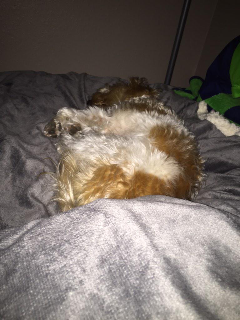 Staci_kay09's tweet photo. Hard to get anything done with this lil guy sleeping on me :) #tiredpuppy http://t.co/zeBh7EhZhI