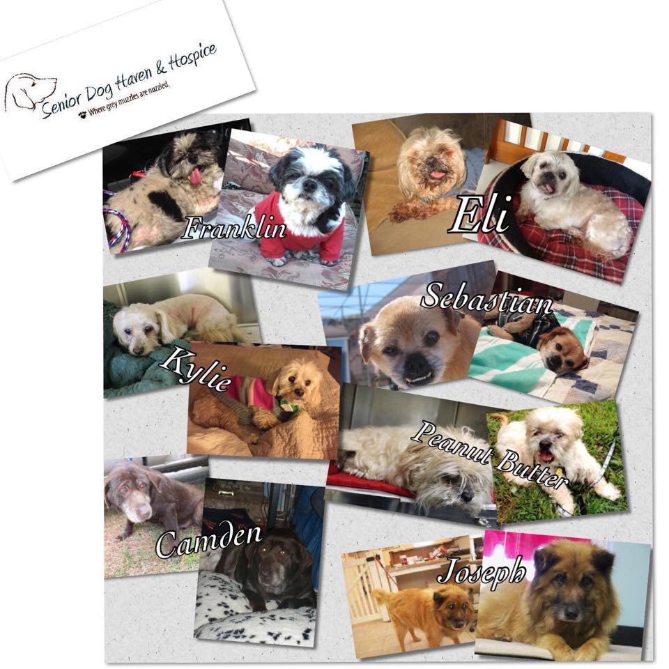 Hey <a href="/GoDaddy/">GoDaddy</a>, we use your services - feature us in a new super bowl ad! Make a difference in an old rescue dog's life