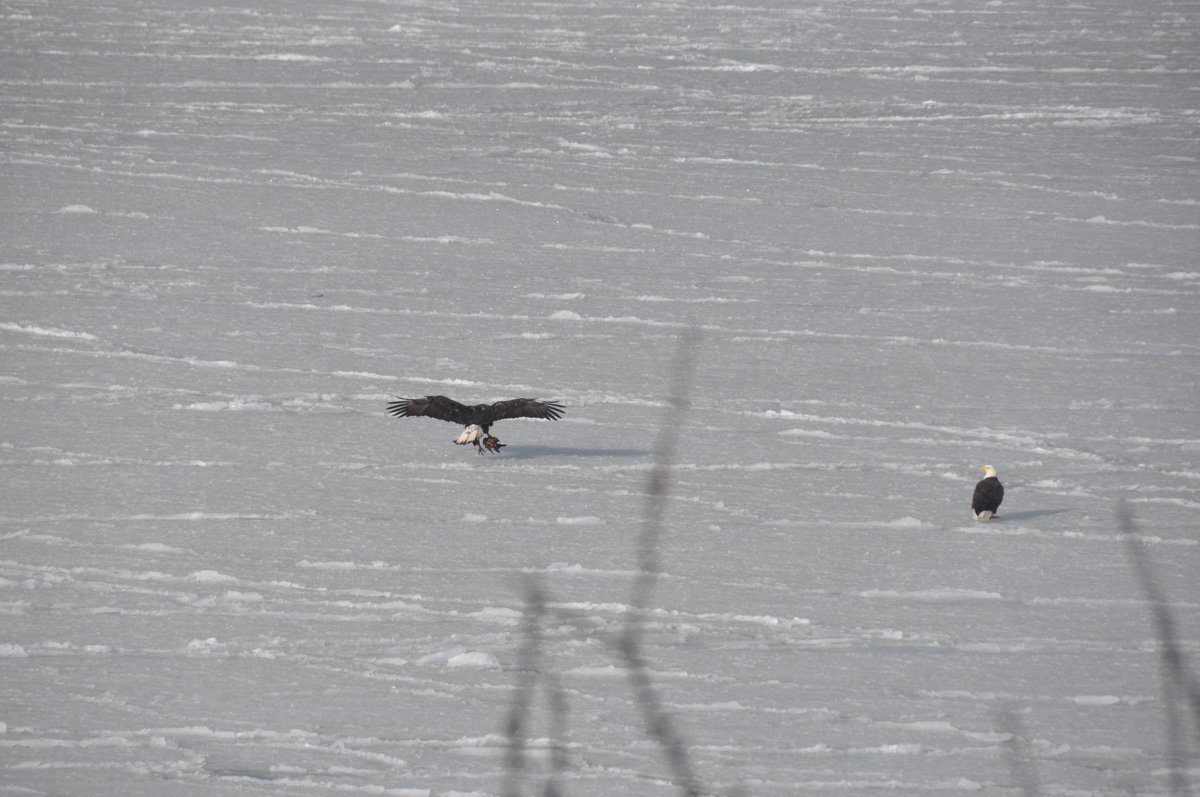 <a href="/pictureboston/">Mark Garfinkel</a>  <a href="/WCVB/">WCVB-TV Boston</a> <a href="/SouthShorePage/">The South Shore Page</a>  Eagles on Quincy Bay right now gorgeous!