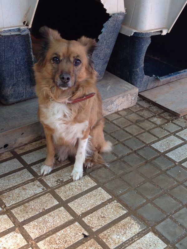 AAmigosAnimales's tweet photo. Clara,la han dejado hoy.Su dueño ha fallecido y la familia no puede hacerse cargo.Necesita un hogar.Va a morir d pena http://t.co/59PSCuJr4B