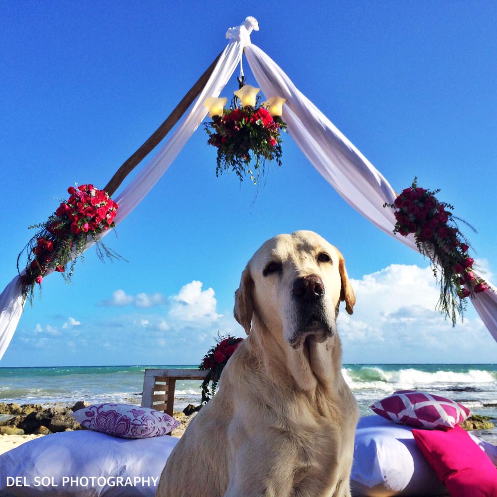 #weddingwednesday , he's ready gorgeous setting <a href="/diamanteventsDW/">Luxury Romance Ambassador</a> <a href="/canteirowedding/">Canteiro Weddings</a> iphone pic by <a href="/soltamargo/">Sol Tamargo</a>