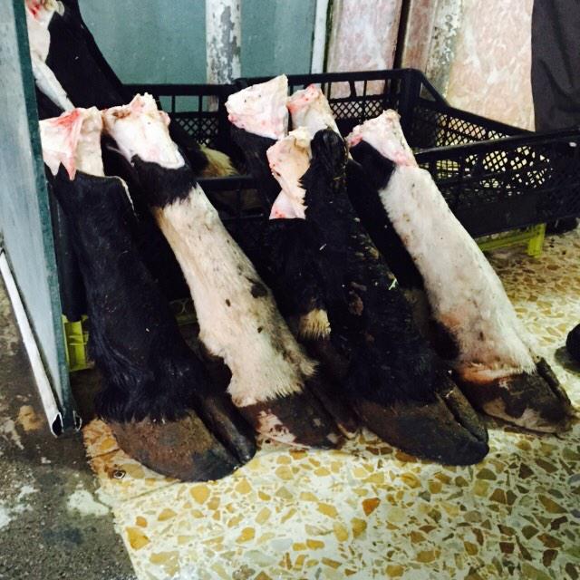 Joel7Richardson's tweet photo. Let's make this hashtag go viral #Cowsfeet http://t.co/J0ChdKLec1