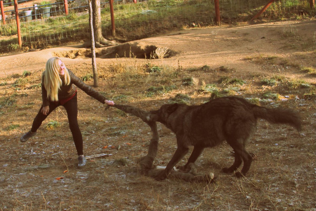 JessicaKManey's tweet image. Put an end to wolf misconceptions! #WolfWednesday #Prowolf #Travel