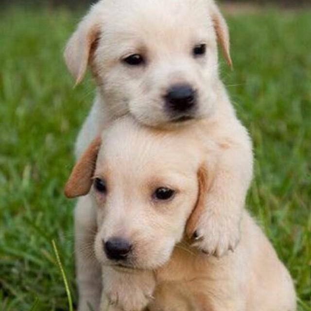 ❤️ #betterpetowners