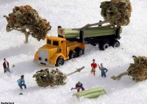mezmereyes3's tweet photo. Canadian tree farm. http://t.co/PV1Jn41rj4