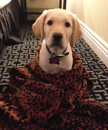 Embedded image permalink