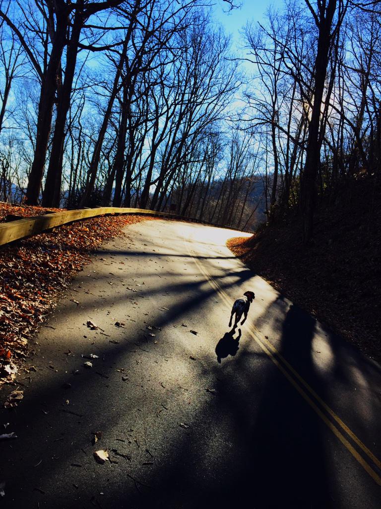 playday on the #parkway #BlueridgeParkway #avl #mountains #whileyouwerebreeding