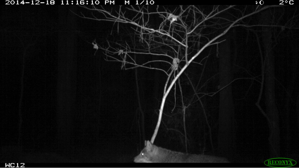 eMammal's tweet photo. More photos coming in from middle schools! This coyote was captured at East Wake. @WCPSS #TeachinginNC http://t.co/SVoqDez8Rh