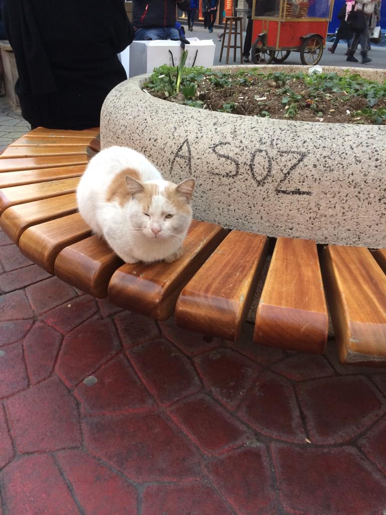 Sokaktaki canlar için lütfen bir kap su