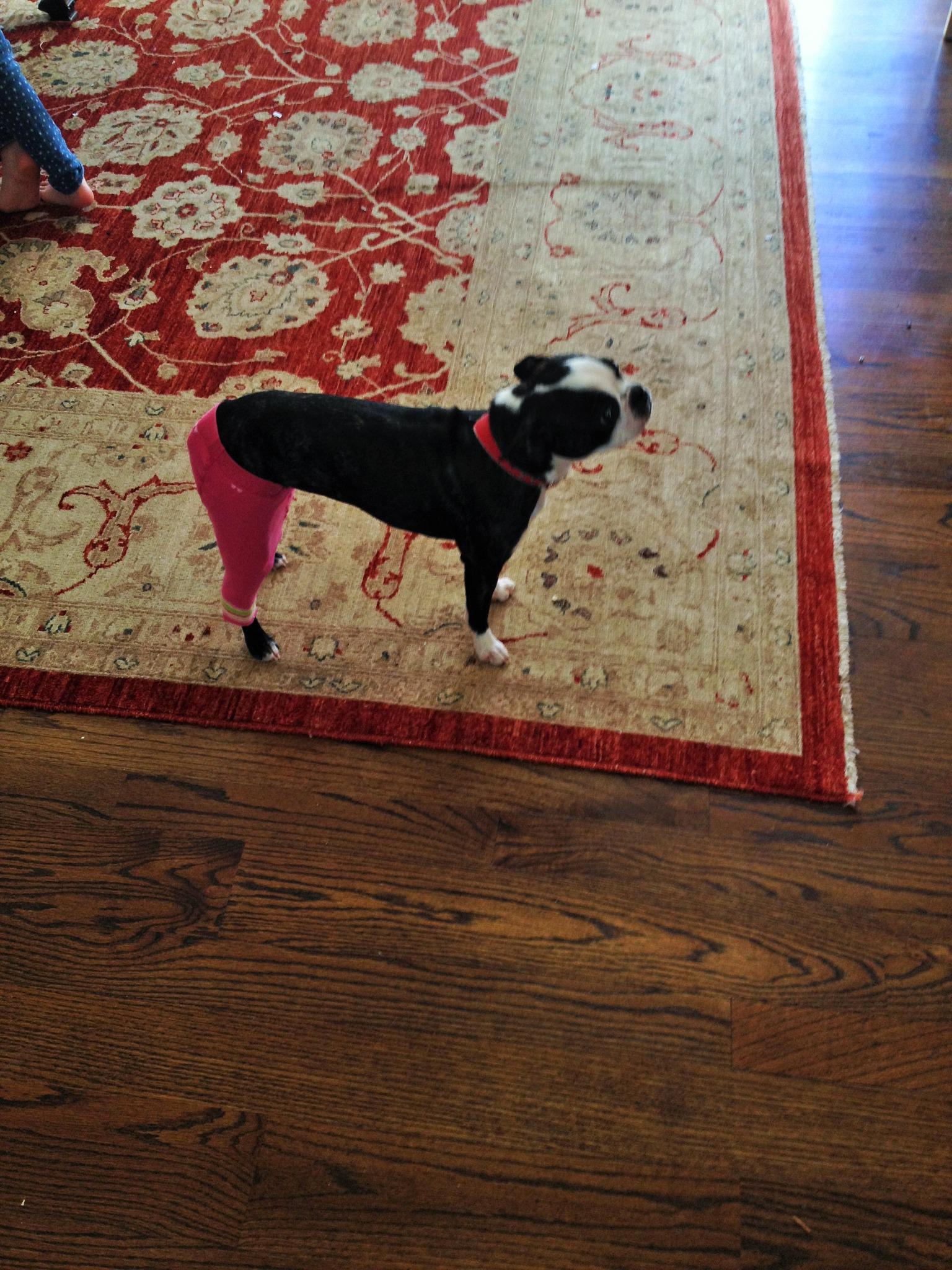 is-my-dog-on-her-period