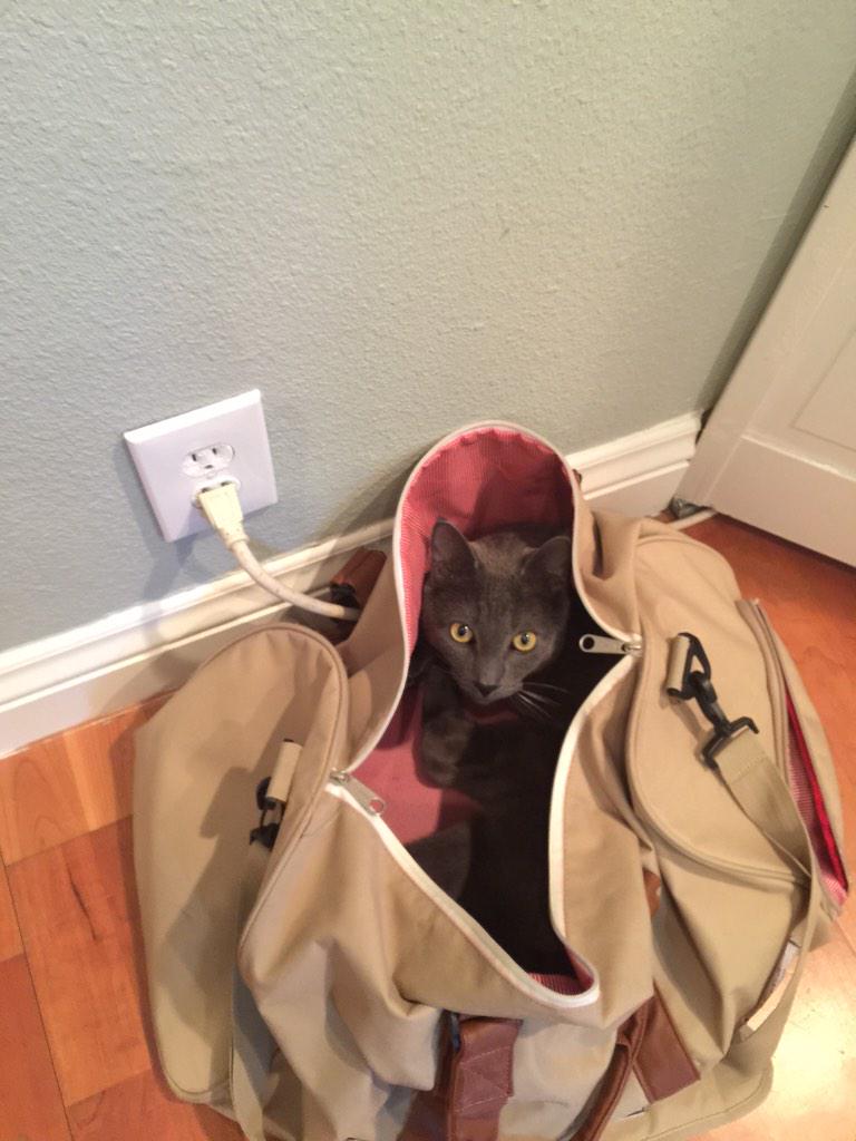 thisismahyar's tweet image. My travel catpanion. #catproblem