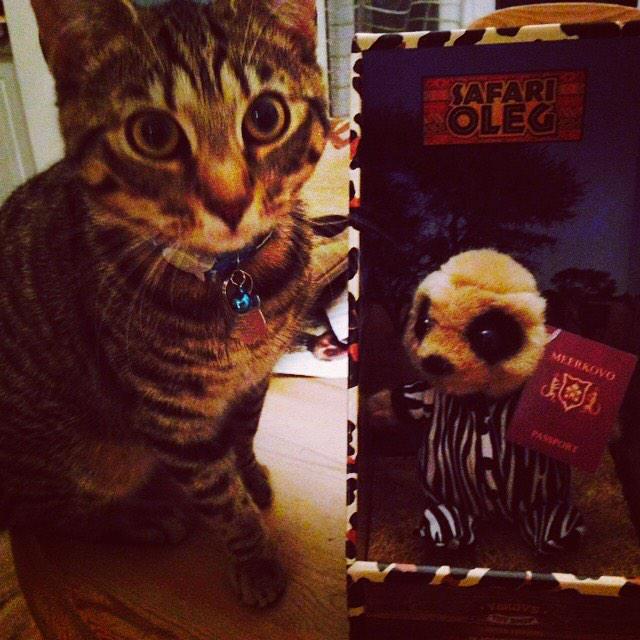 Lily_Rascal's tweet photo. Sorry we've been quiet lately.. Look how much Flynn has grown 😻 #stripes #cutie http://t.co/cDugv5A6Js