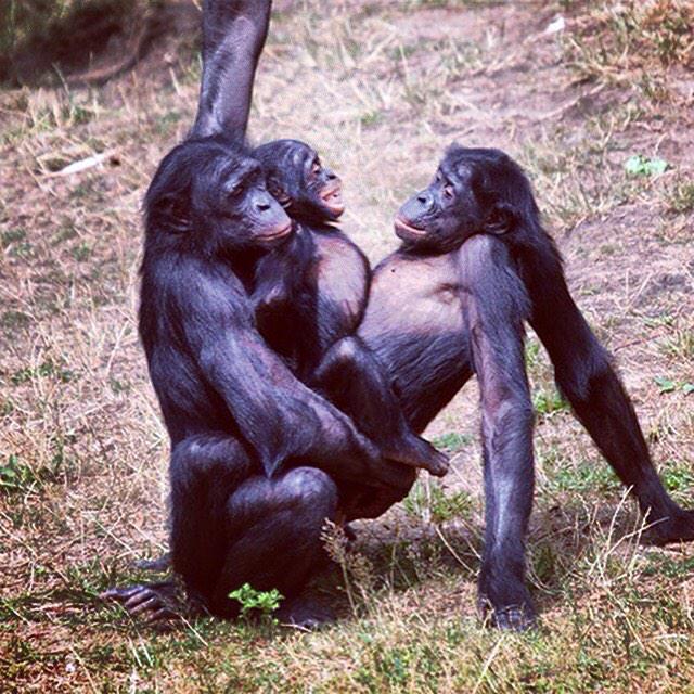 Embedded image permalink