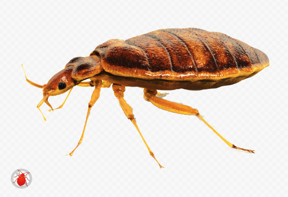 AllBedBugsGone's tweet image. #BedBugs in #Arizona: What You Should Know buff.ly/1yZaGlf #bedbugtips #bedbuginfo #exterminator