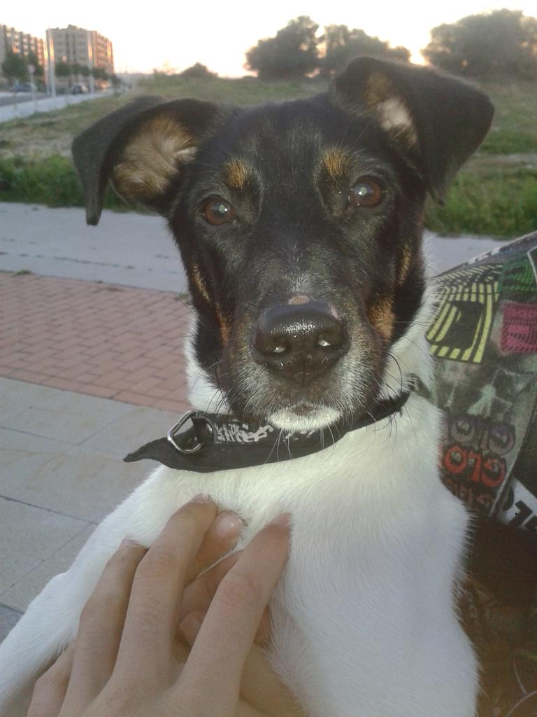 _LuisMD's tweet photo. Perro perdido en olivares @Montequintoinfo http://t.co/xYuFu20B2P