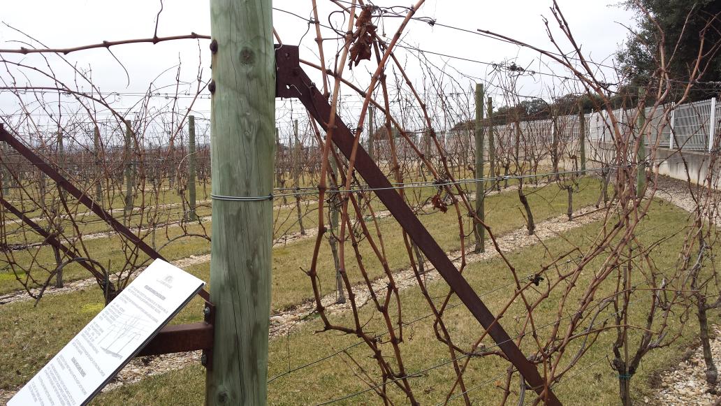 CeinForo's tweet photo. Empieza el trabajo tras la visita matutina y la cata de vinos en @irenecanalejo . Impresionante  #pagodelarrainzar http://t.co/SZ2iCneKr4
